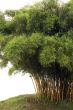 Bamboo trees