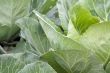 Cabbage leaves
