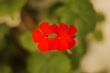 Red Flowers