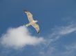 Gull in the sky