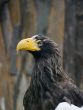 Big eagle with yellow beak in Prague zoo
