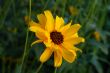 Orange Flower