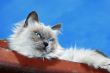 Lazy Cat