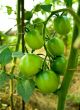 green tomatoes