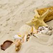 starfish and shells