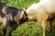 Goat Battle