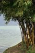 Bamboo trees