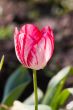 Pink tulip
