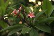 Tropical flowers