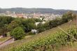 Vineyard near the oldest german city Trier
