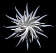 abstract star form