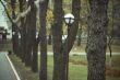 Alley in the park