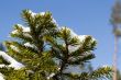 Fir tree branch covered with snow