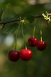 Cherries