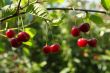 Cherries on a brunch