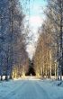  Birche alley in winter park