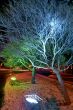 Christmas illumination of trees