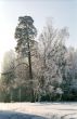 Hoarfrosted birch and pine tree