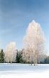 Hoarfrosted birches on snow field