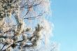 Hoarfrosted branches of pine tree and birch