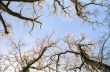 Hoarfrosted oak tree branches
