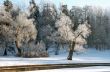 Hoarfrosted trees in winter morning