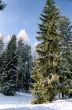 Picturesque fir tree in winter