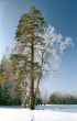 Pine tree and hoarfrosted birch