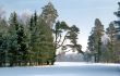 Pine trees in winter park