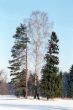 Three winter trees