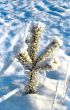 Small snowed pine tree
