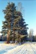 Snowed pathway and trees