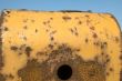 Yellow rust