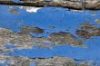 Peeling paint