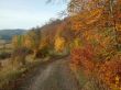 autum road