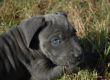 very young puppy cane corso