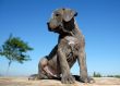 pup cane corso