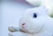 white bunny