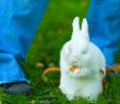banny on green grass