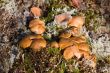 Family of Boletus bovinus