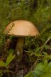 Mushroom a rough boletus