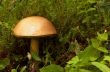 Mushroom a rough boletus