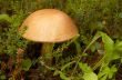 Mushroom a rough boletus