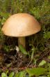 Mushroom a rough boletus