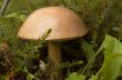 Mushroom a rough boletus