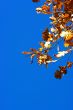 oak leaves on blue sky