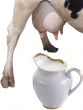 Cow and milk