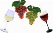 Grapes and vine