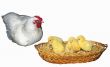 Hen and chickens