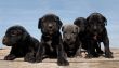 puppies cane corso